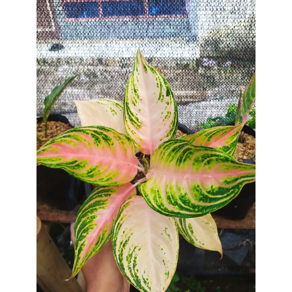 aglo pink sunset
