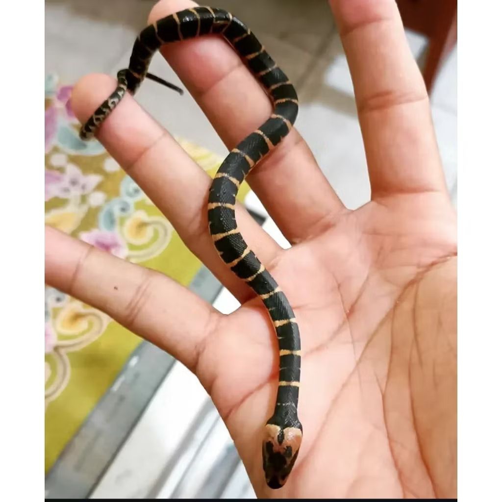 mainan anak anak ular kadut / promo terbatas