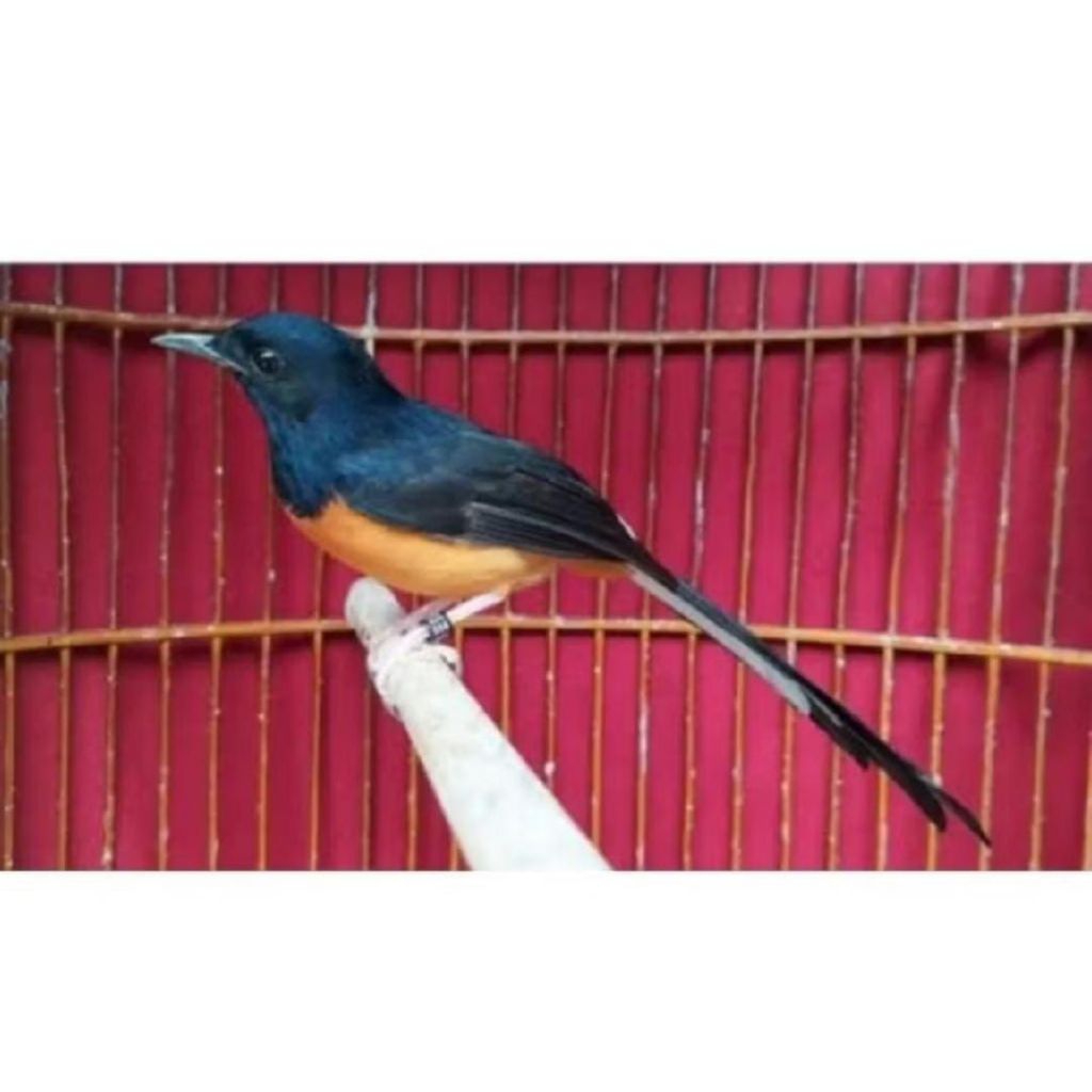 Murai Medan Betina Siapan ternak