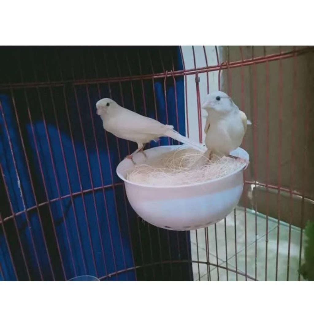 Burung Kenari Putih AF Sepasang Siap Breeding