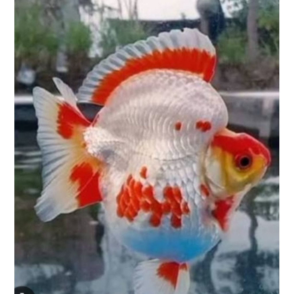Koki ryukin punuk unta bulat merah putih - hiasan dekorasi aquarium