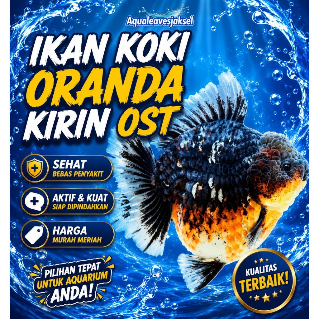 ikan koki oranda kirin short tail gemoy