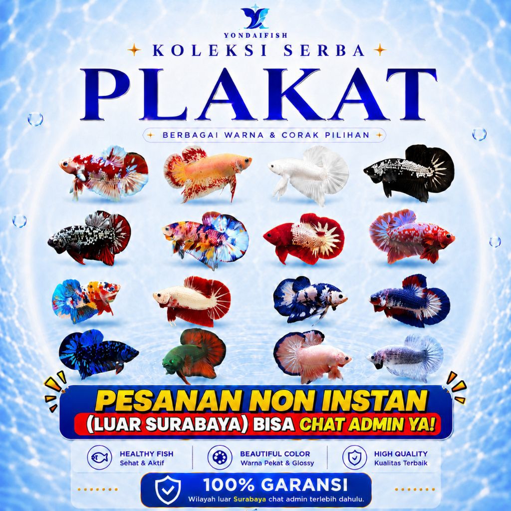 Cupang Plakat Jantan Betina Semua Varian - FCCP | HELLBOY | BARONGSAI | MURAH | GROSIR | BAGUS| REAL