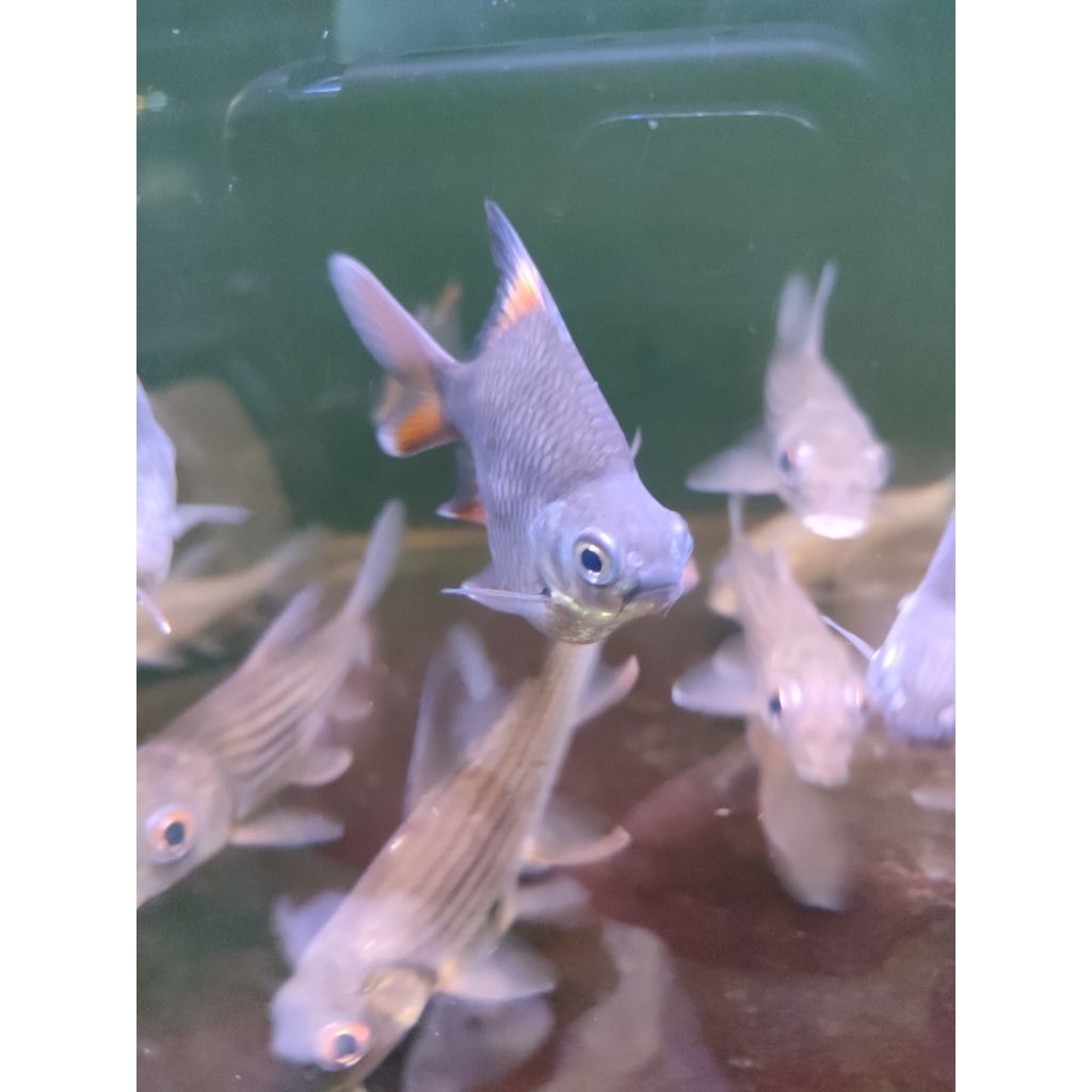 mainan ikan kafiat sb king 7-8 cm ( 3 jari)