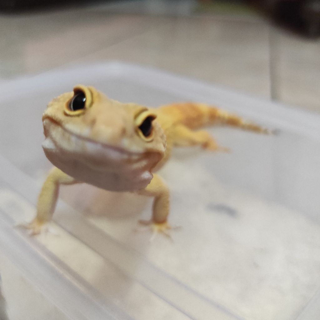 Boneka gecko sunglow tomatto data lengkap