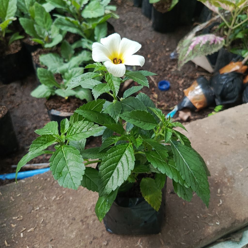 Bibit Tanaman Yolanda Putih Tanaman Hias Bunga Yolanda