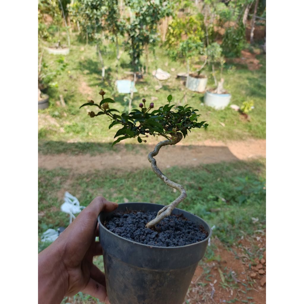 bonsai sakura micro