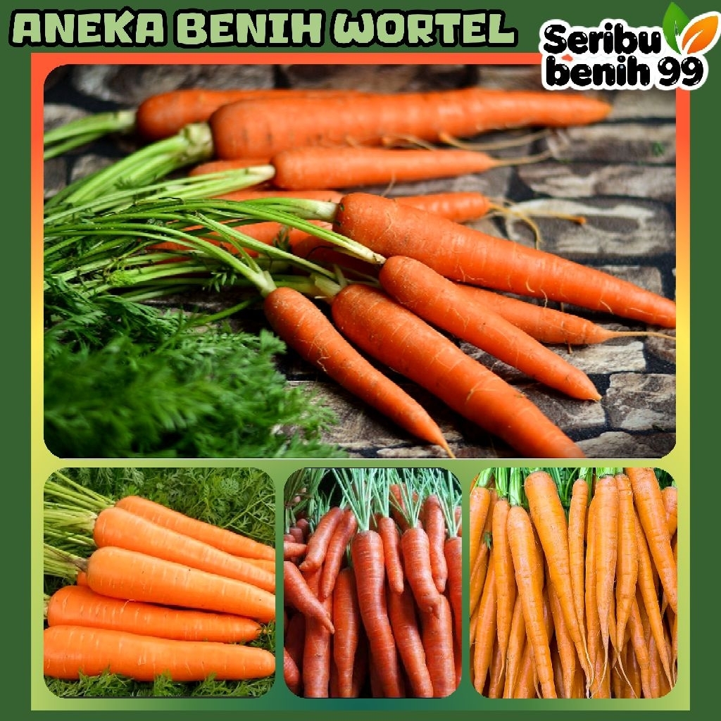 Seribu Benih99 - BIJI BENIH WORTEL KURODA | WORTEL LOKAL | WORTEL BRASTAGI