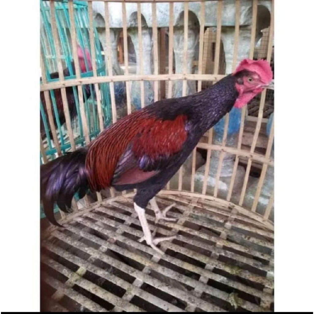 Ayam Bekisar Jantan Indukan Dewasa