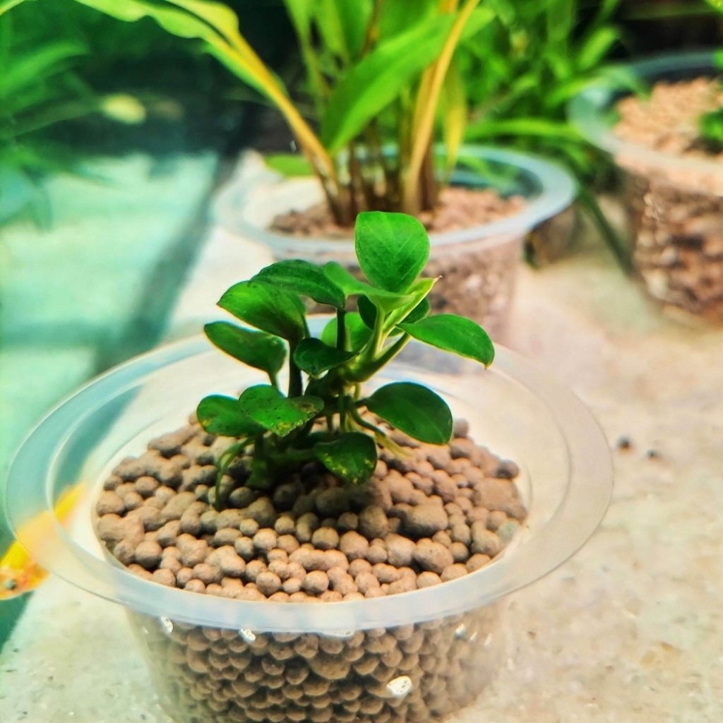 anubias petit aqascape