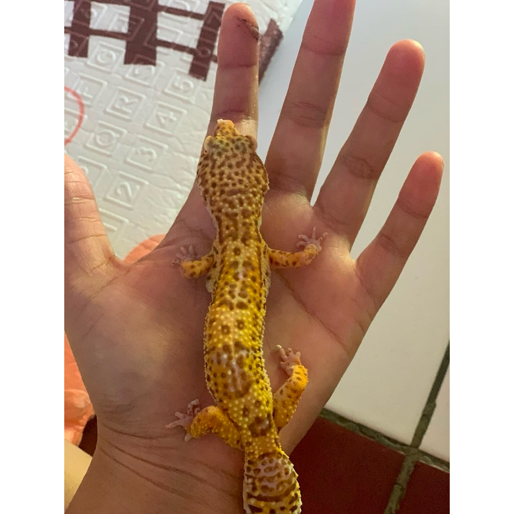 Hewan Gecko