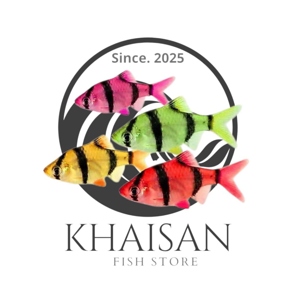 Ikan hias glowfish 10 pcs // Ikan Hias Glowfish Sumatra Tiger Pemakan Kutu Koi //  Ikan Hias Glofish