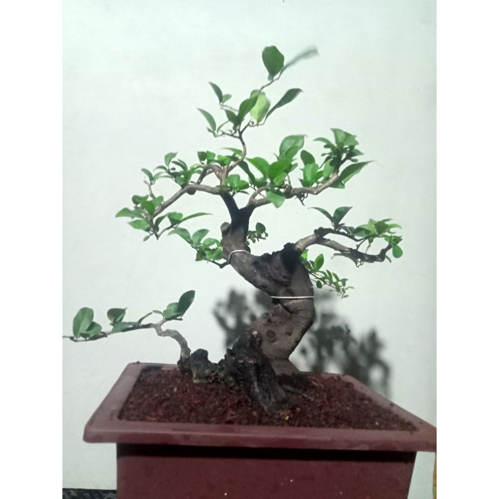 bonsai small mustam buah realpict karakter tua sekali mantap top markotop