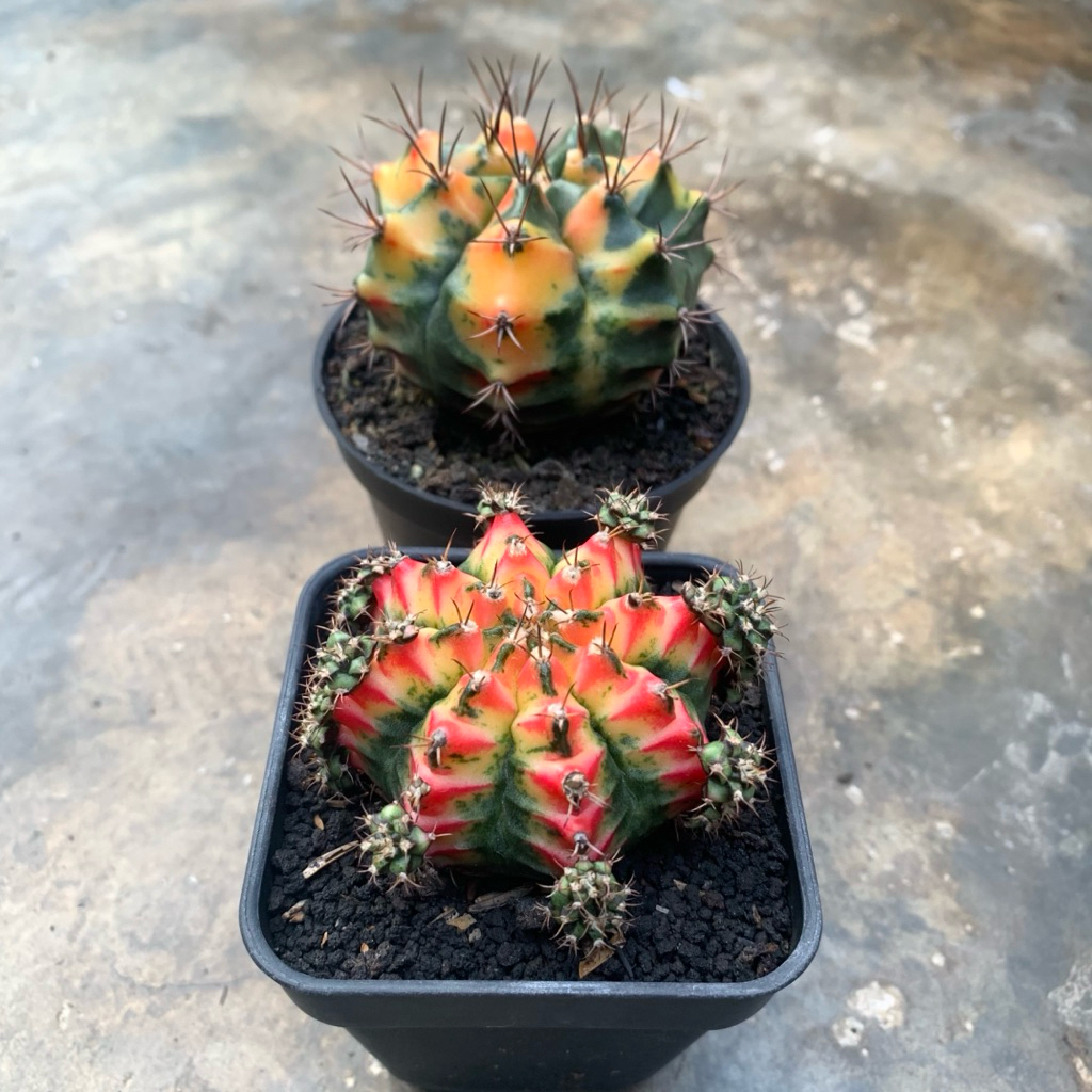 Paket induk gymno varigata rata (multicolour + carnelian)