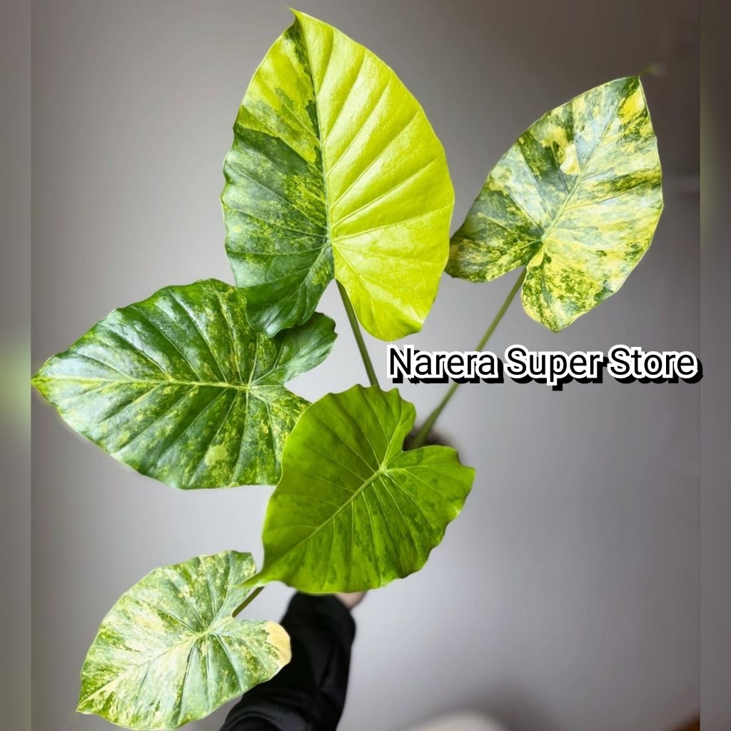 Tanaman Hias Alocasia Gageana Aurea Variegata Varigated Varigata Alokasia Real Pict Murah Ekonomis