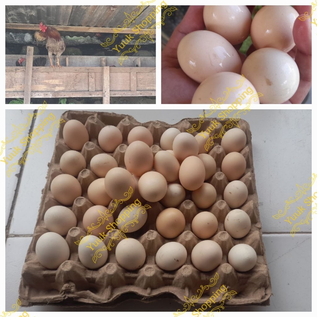 Telur / Telor Ayam Kampung Original Asli fresh,Herbal dan indukan non obat2 kimia.