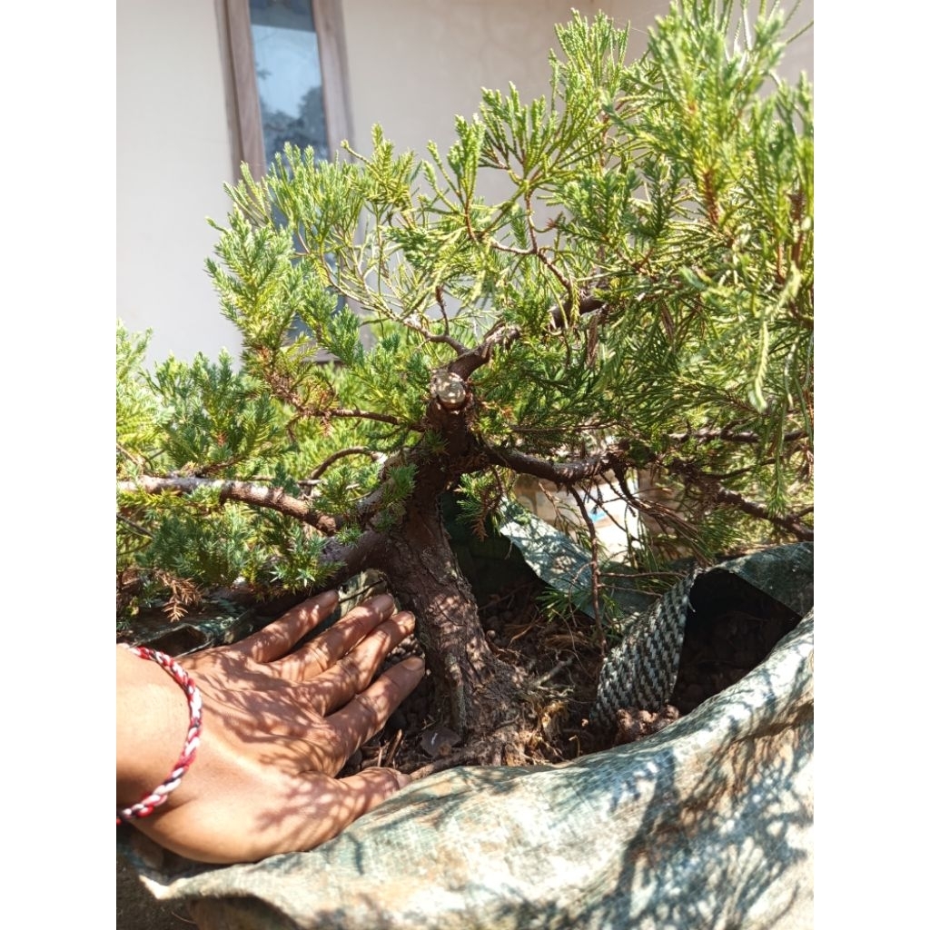 Bonsai cemara sinensis hijau ori uk besar rimbun sudah gerak dasar