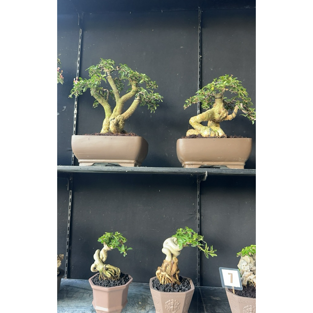 bonsai sakura micro