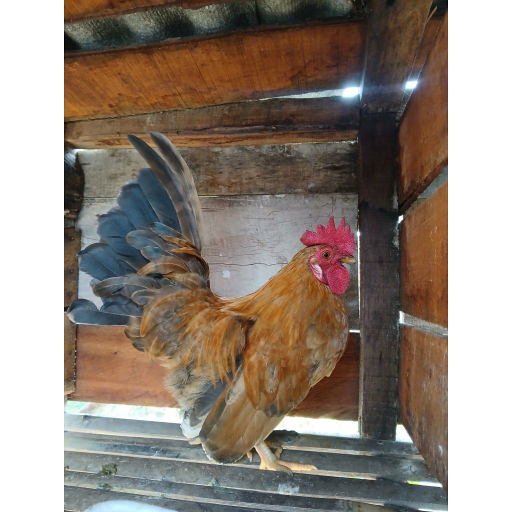 Ayam Hias Kate Jantan Tangguh
