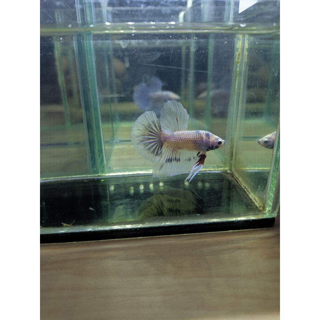 GIANT HMPK GRIZZLE PREMIUM