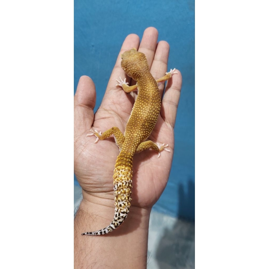 Mainan Leopard Gecko SHTCTB