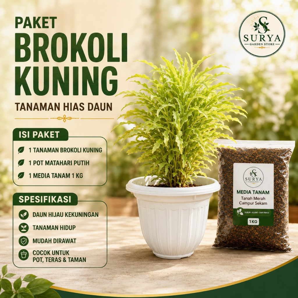 Tanaman brokoli kuning, tanaman hias brokoli kuning, pohon brokoli kuning, brokoli kuning