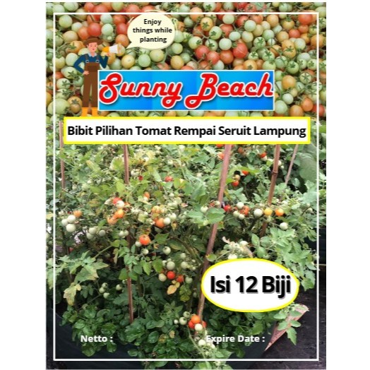 Bibit Pilihan Tomat Rempai Seruit Lampung | Biji Benih Tomat Rampai Lampung | Tomat Rampai