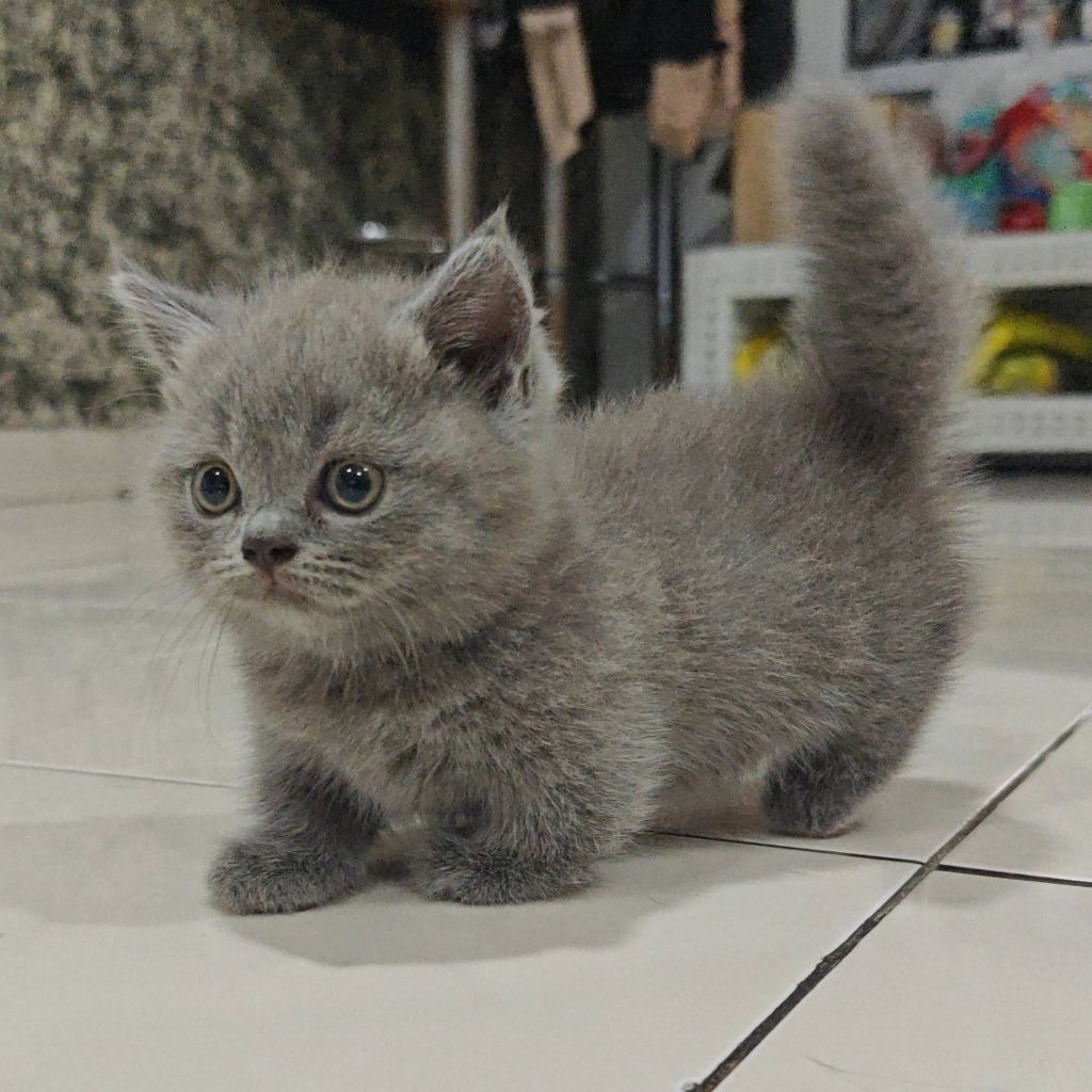 BSH munchkin betina