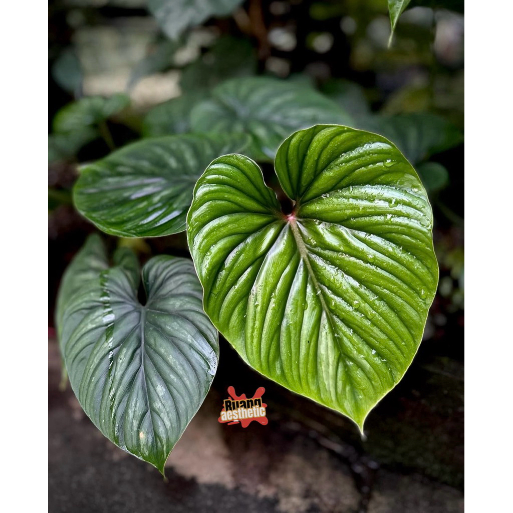 Tanaman hias philodendron plowmanii - philo plowmani