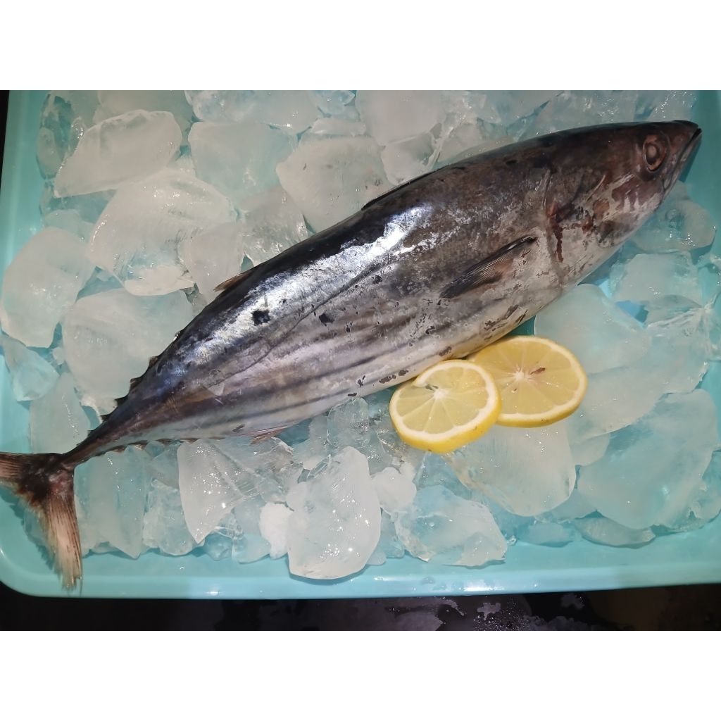 Ikan Cakalang Beku