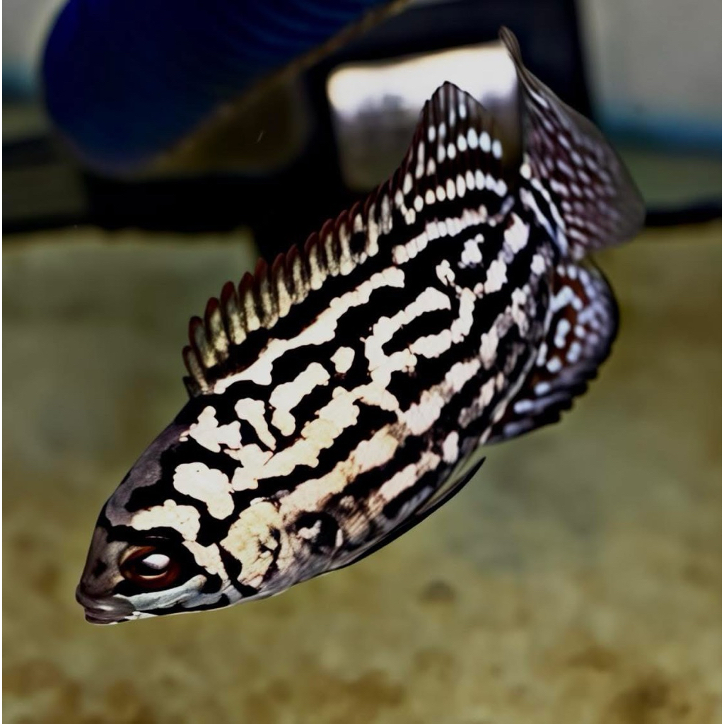PENGHUNI AQUARIUM BABY LOHAN KAMFA F3 LOKAL