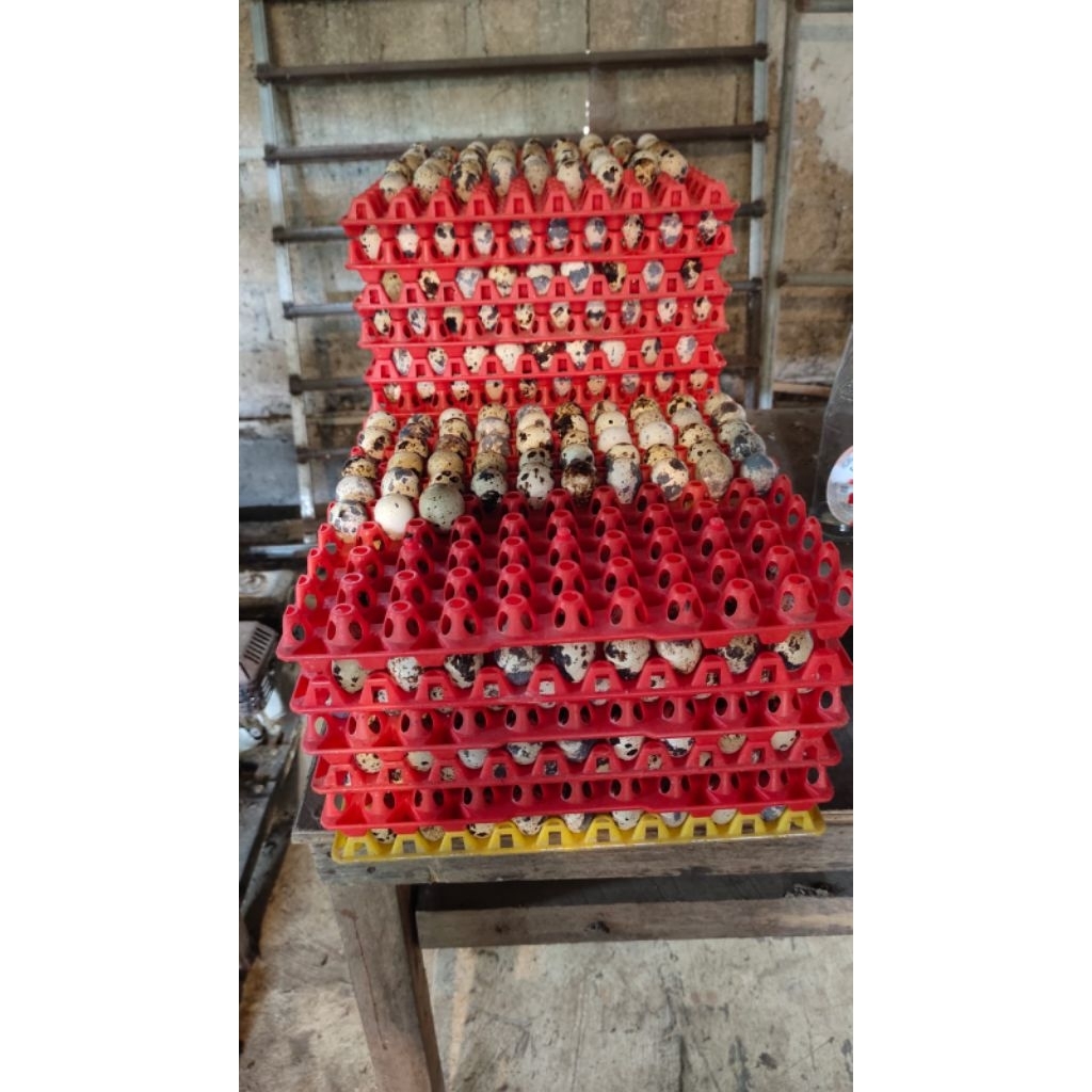 Telur Puyuh Fertil GPS Hitam Coklat dan Fertil FS  - Siap Tetas, Sehat & Berkualitas