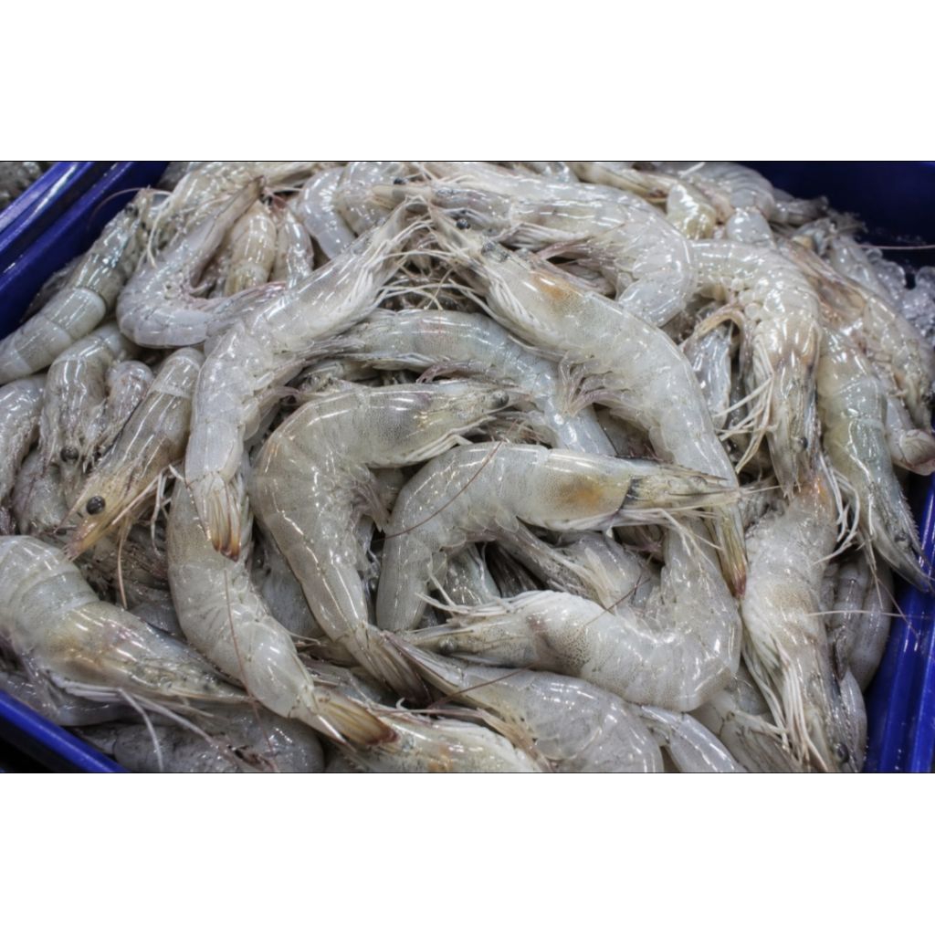 Udang Besar