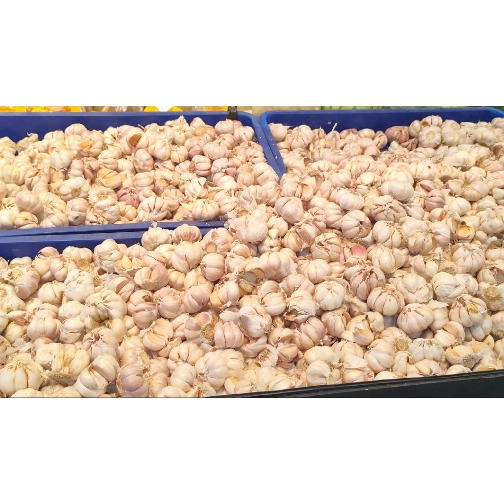 bawang putih sinco