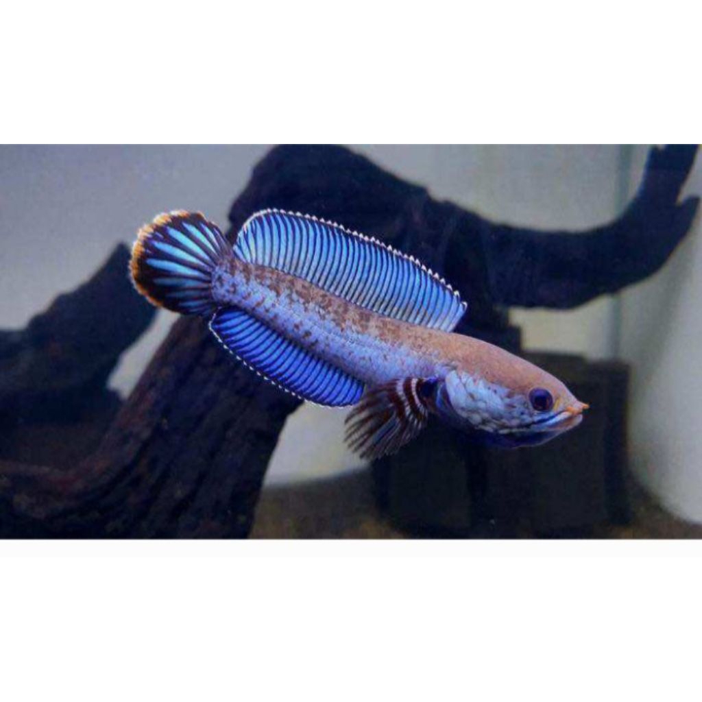 Andrao Channa Gondrong Premium, Vitamin Cair untuk Kesehatan Ikan