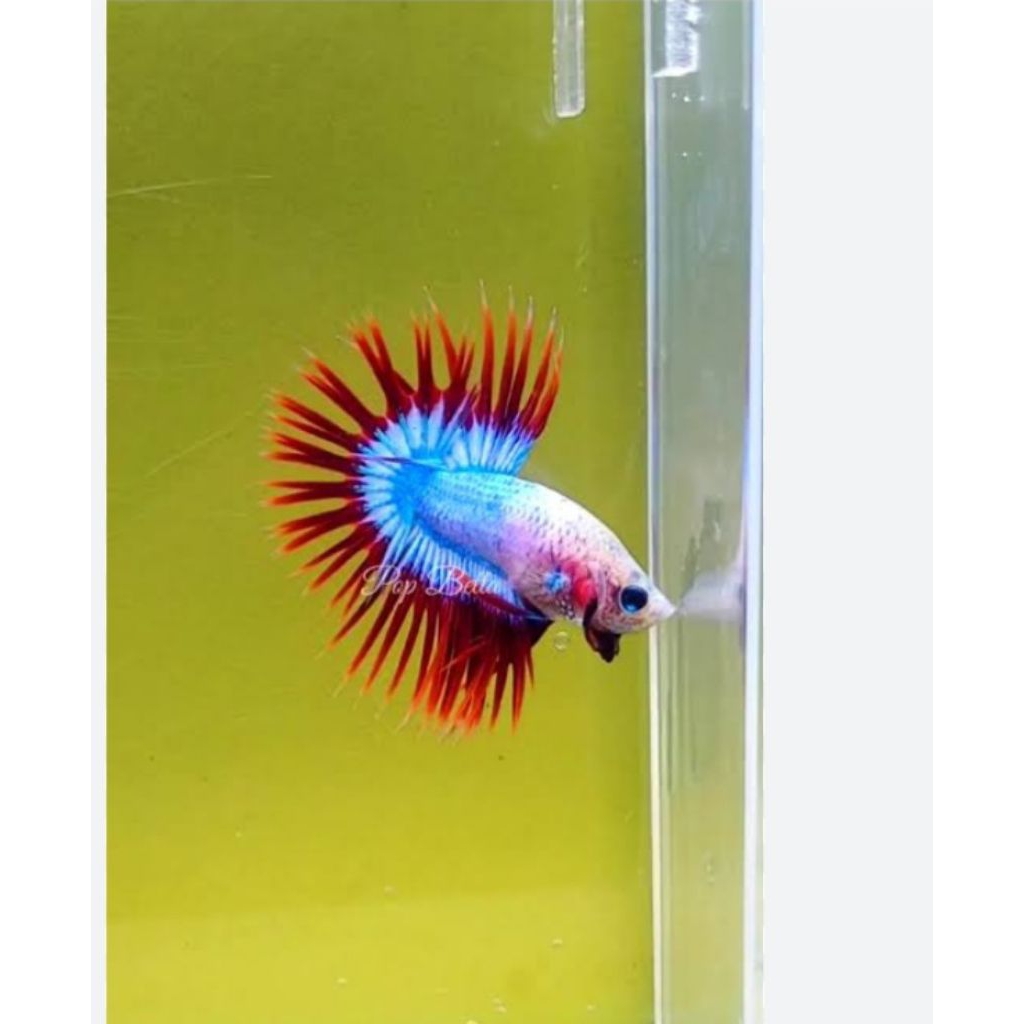 Ikan Cupang Halfmoon Multicolor Berkualitas