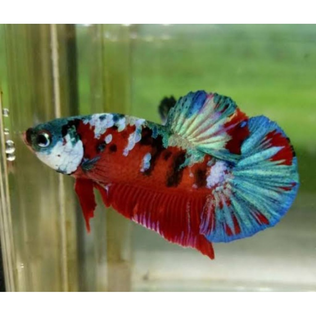Ikan Cupang Halfmoon Multicolor Berkualitas