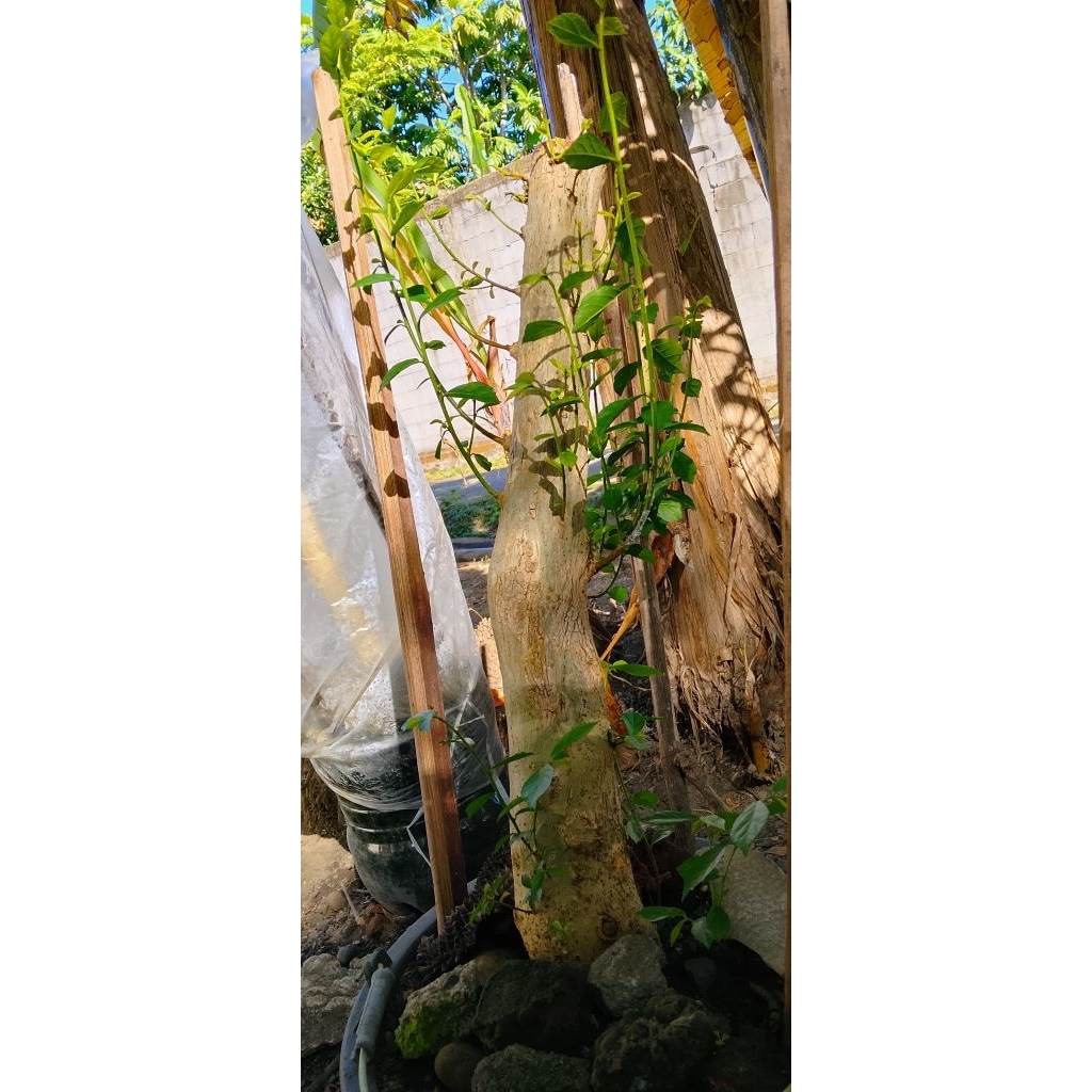 bahan bonsai serut JUMBO