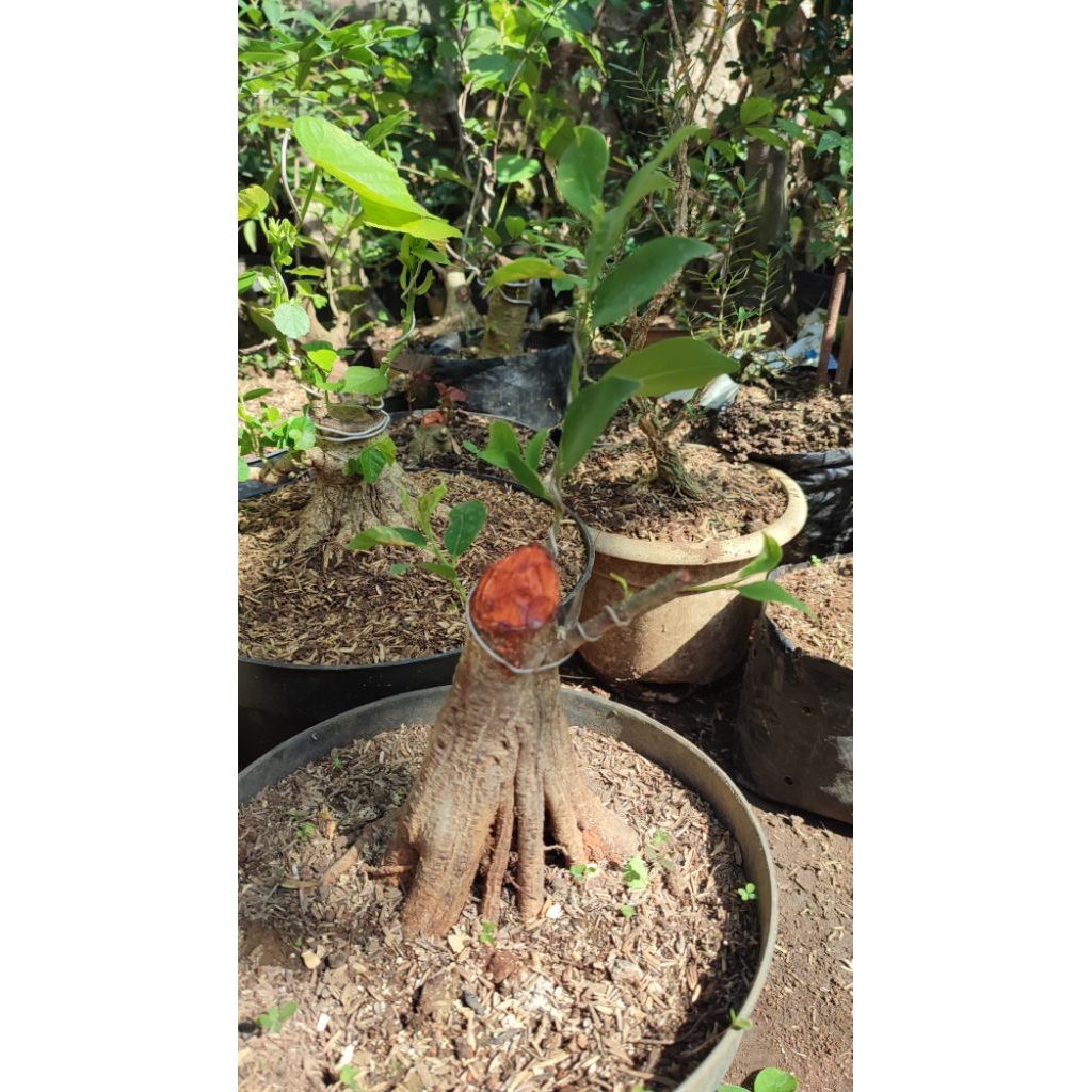 bahan bonsai iprik