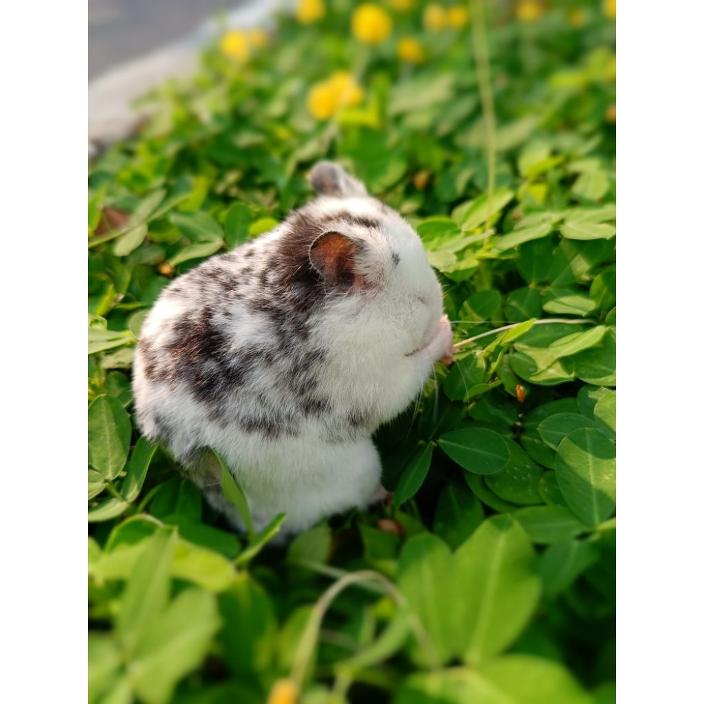 Hamster Syrian Varian Fujiyama | Jinak, Sehat & Aktif