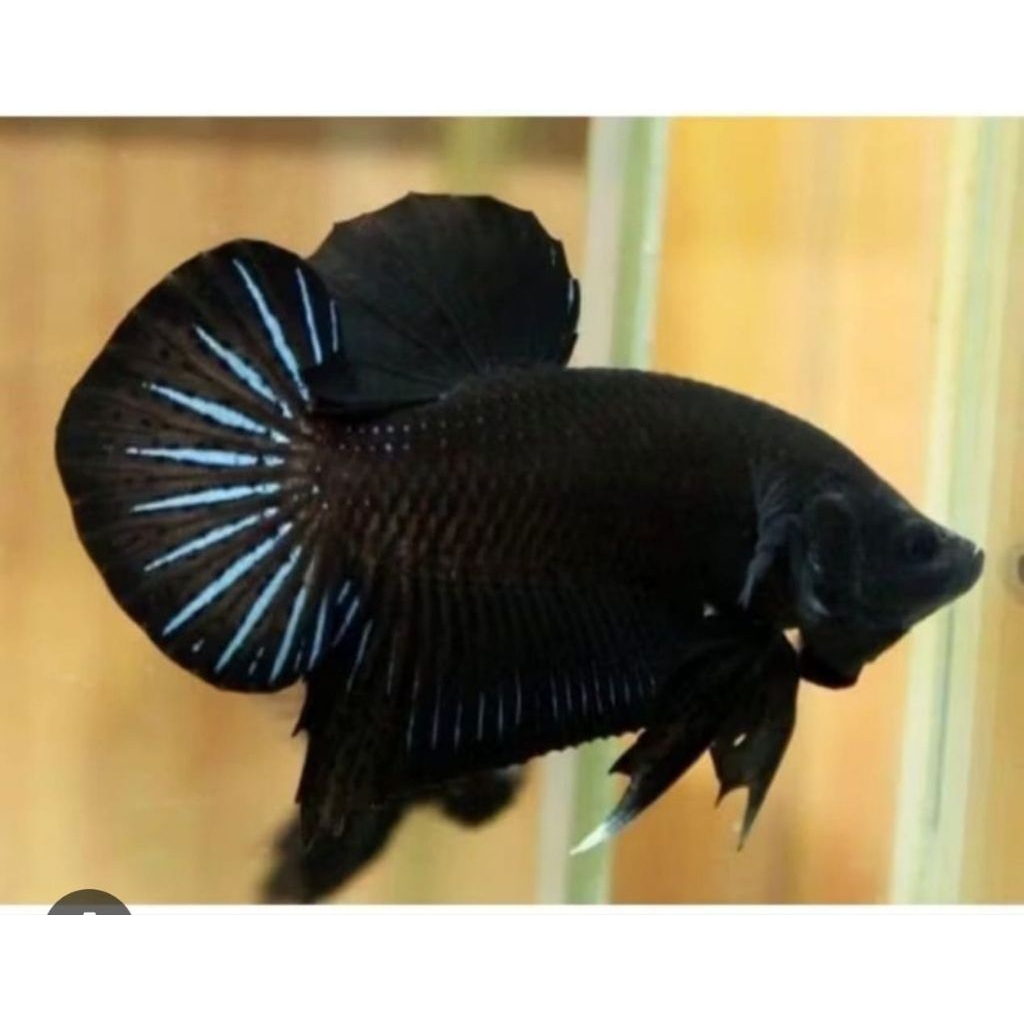 Ganci Cupang Black King