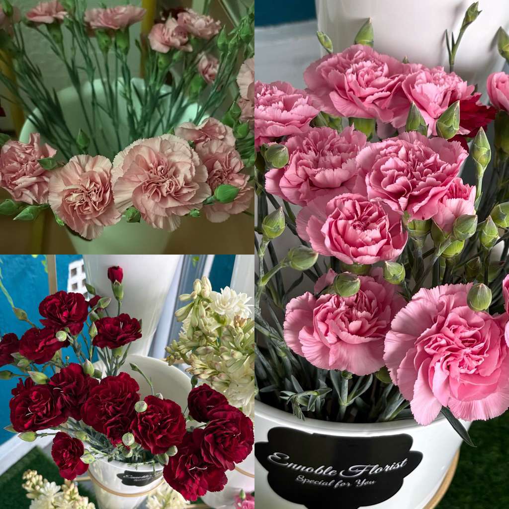 Bunga segar/ Bunga Carnation/ Bunga Anyelir segar