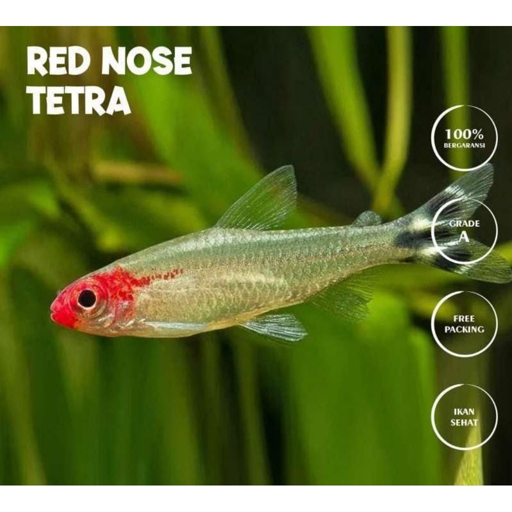 (INSTAN) IKAN RED NOSE TETRA - UKURAN ±3-4 CM