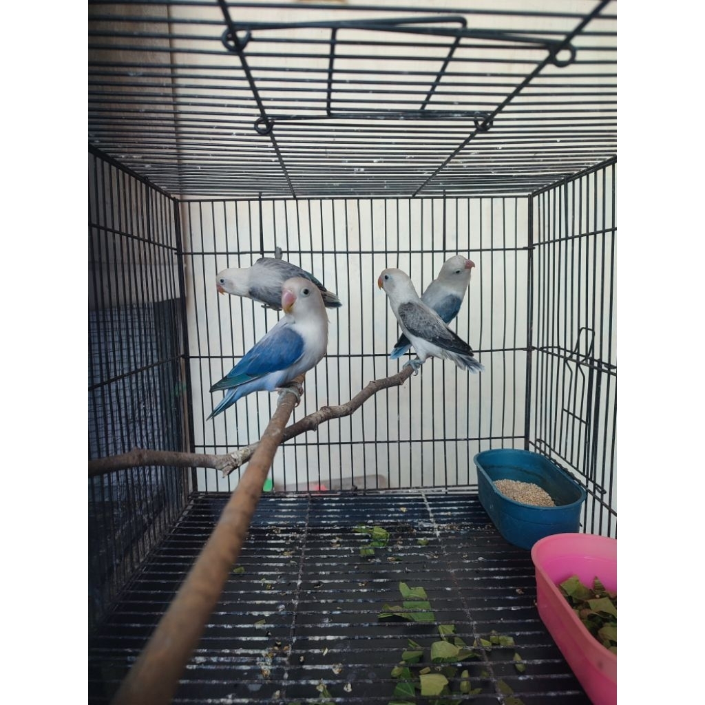 Lovebird bio Ewing blue dan bio Ewing mouve
