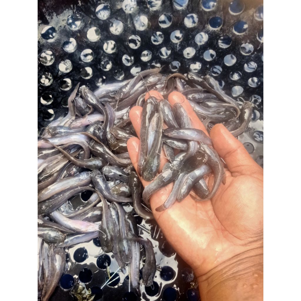 paket bibit lele 78 100 ekor