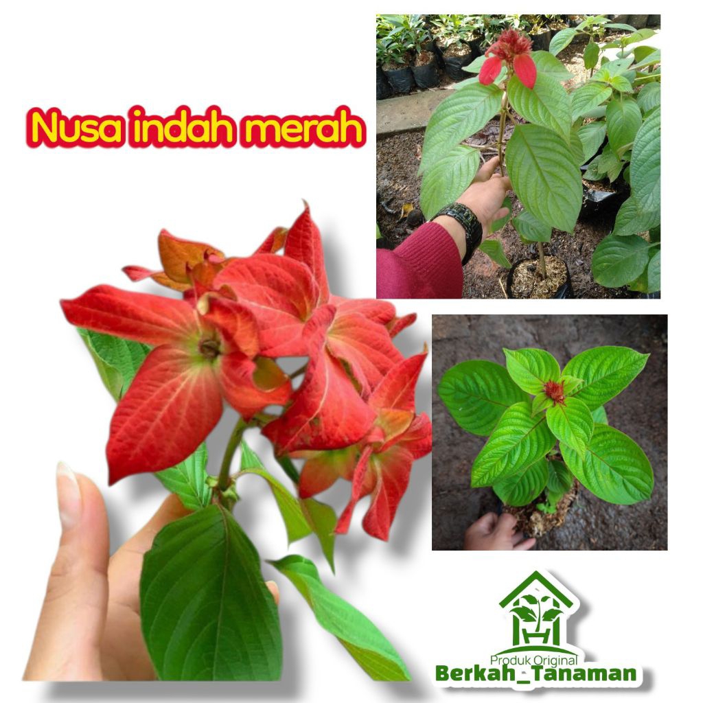 (BISA COD) tanaman hias bunga Nusa indah merah - bibit pohon Nusa indah - nusa indah merah - bunga n