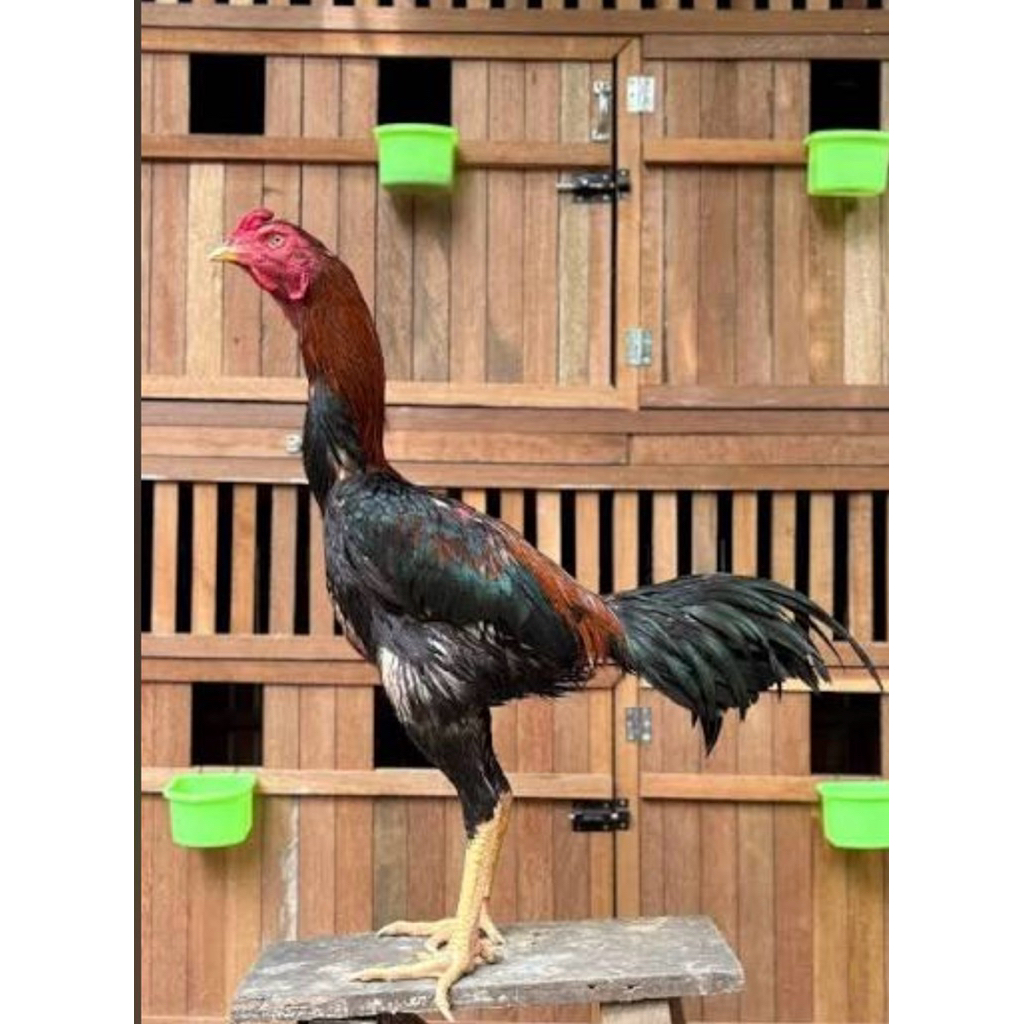 Promo telur ayam pakhoy drumband super