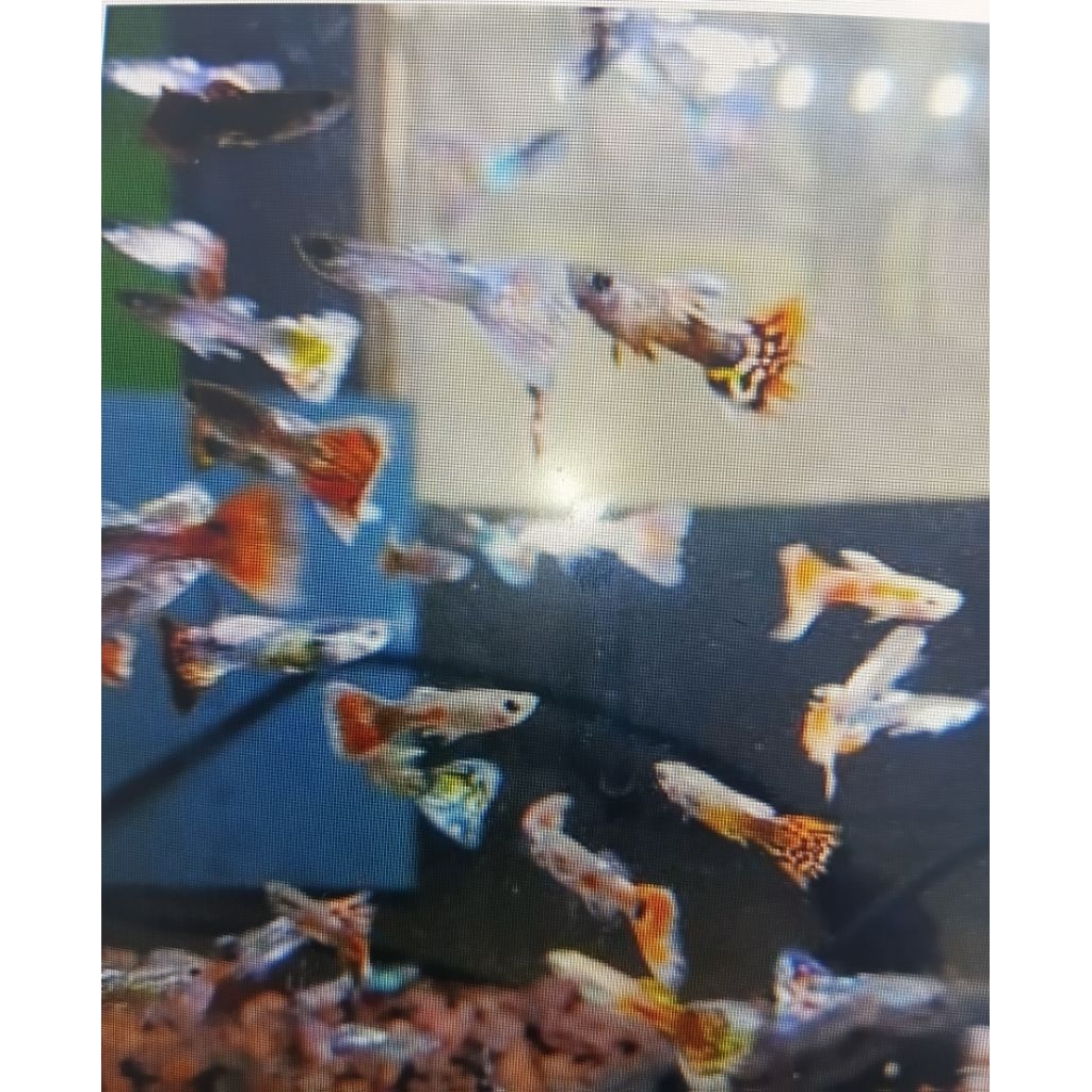 guppy cendolan