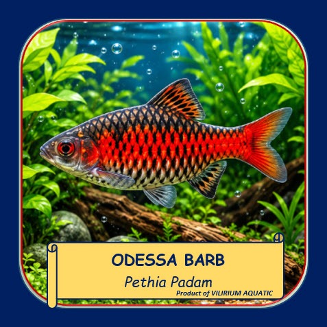 IKAN HIAS ODESSA BARB PREMIUM | PETHIA PADAMYA | IKAN BARB MERAH AQUASCAPE AIR TAWAR