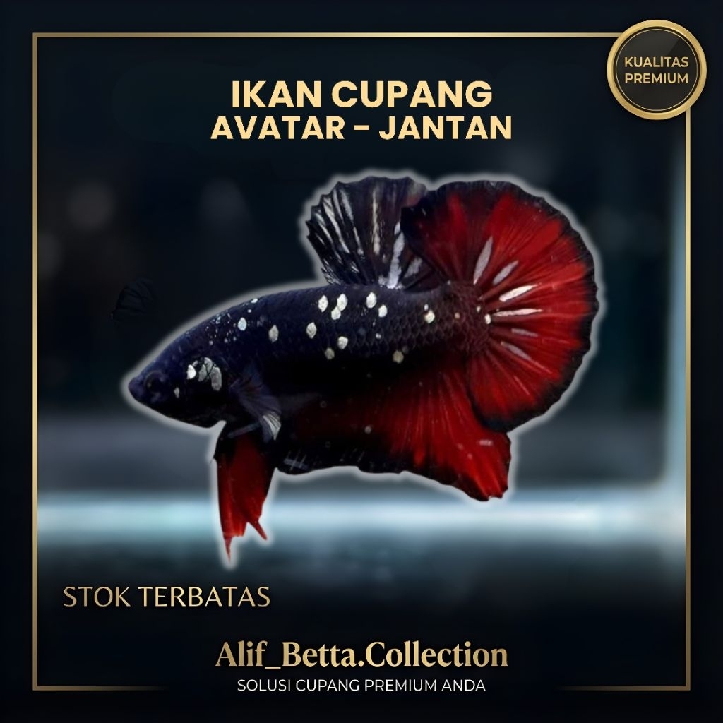 (PROMO) Ikan Cupang Avatar Jantan Pilihan – Betta Fish Plakat Hias